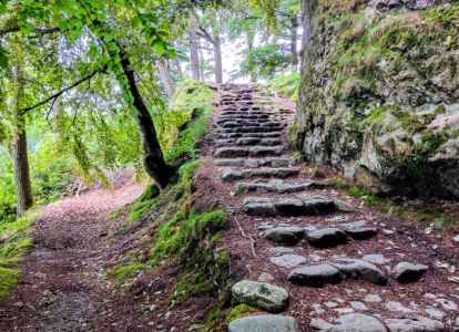 a path in a forest